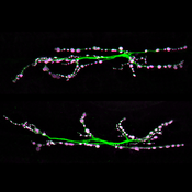 Immunofluorescent image of neuromuscular junctions from control (top) and mutant (bottom) Drosophila labeled with DSHB antibody 3H2 2D7 against Synaptotagmin (magenta). PMID: 39604386, Fig. 2A.